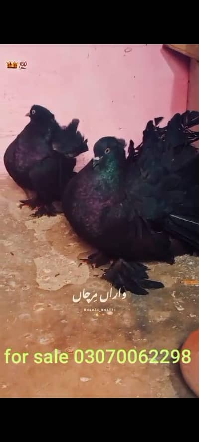 lacky kabootar 0370 7858546