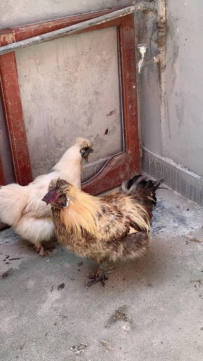 silky pair