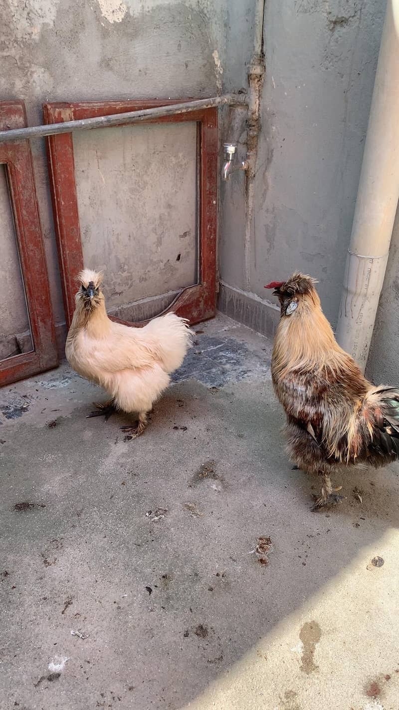 silky pair 2
