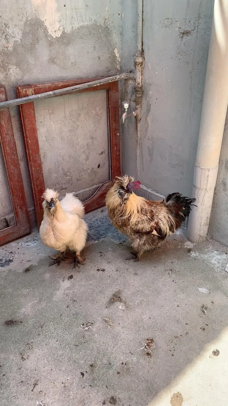 silky pair — photo 5