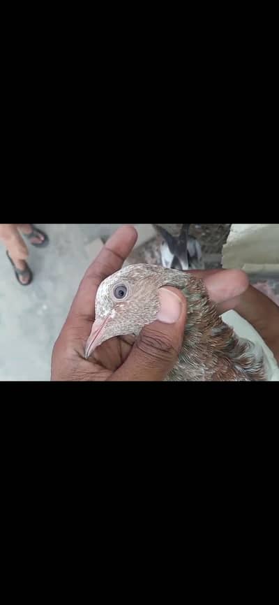 Selling Highflyer Pigeon 03043066708