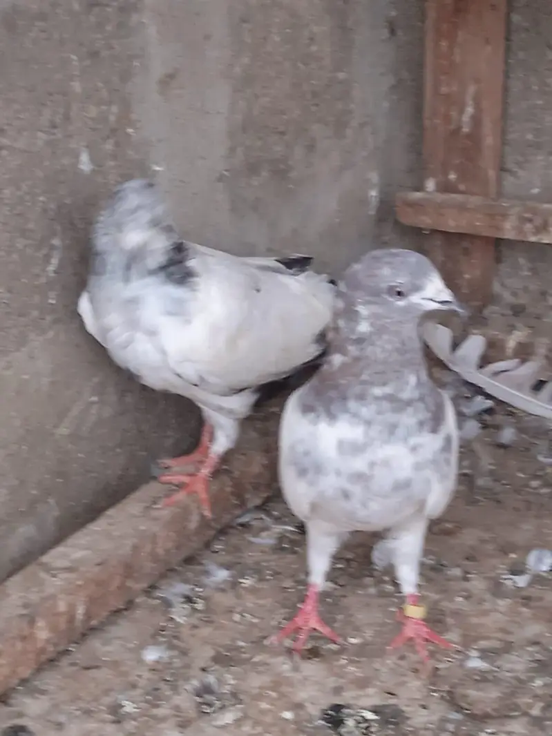 Selling Highflyer Pigeon 03043066708 — photo 2