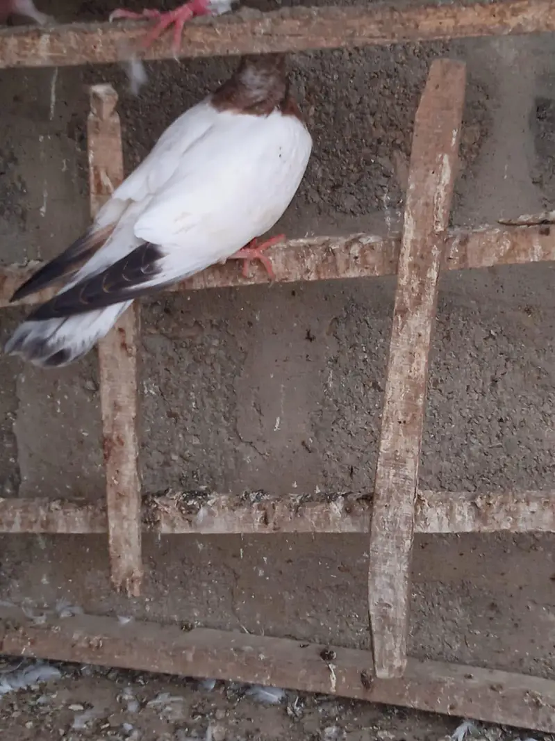 Selling Highflyer Pigeon 03043066708 — photo 3