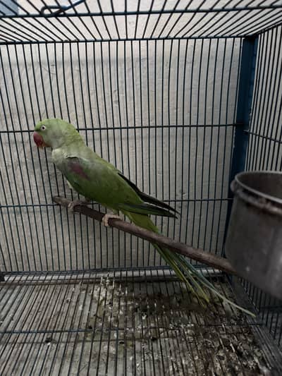 Raw parrot female
