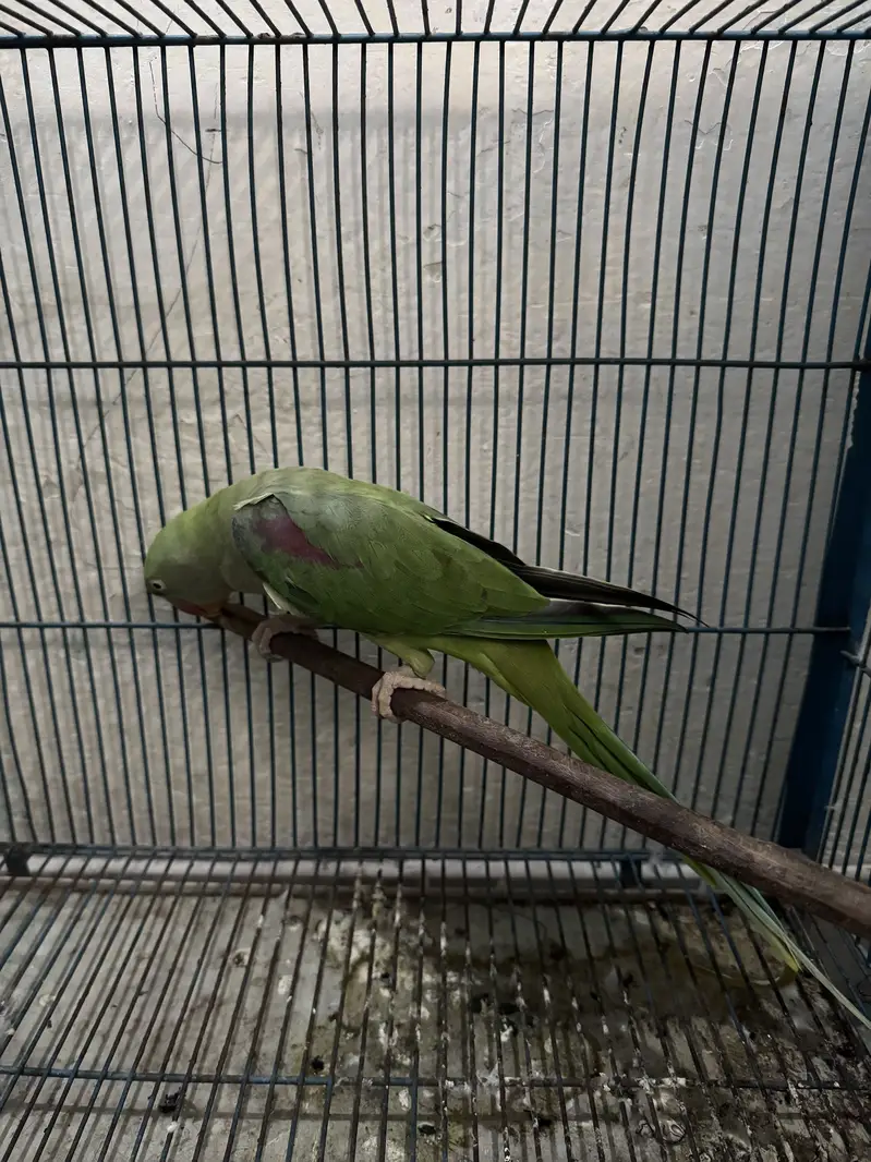 Raw parrot female — photo 2