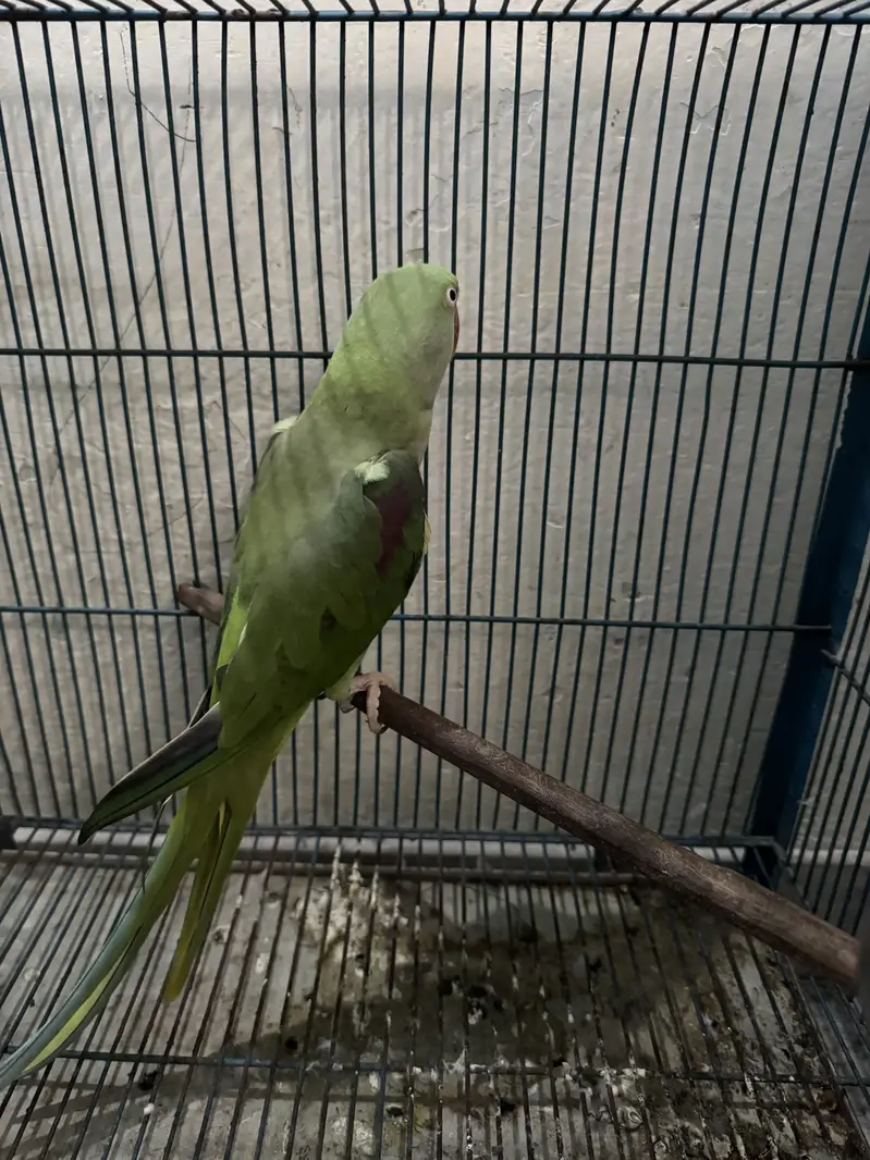 Raw parrot female — photo 3
