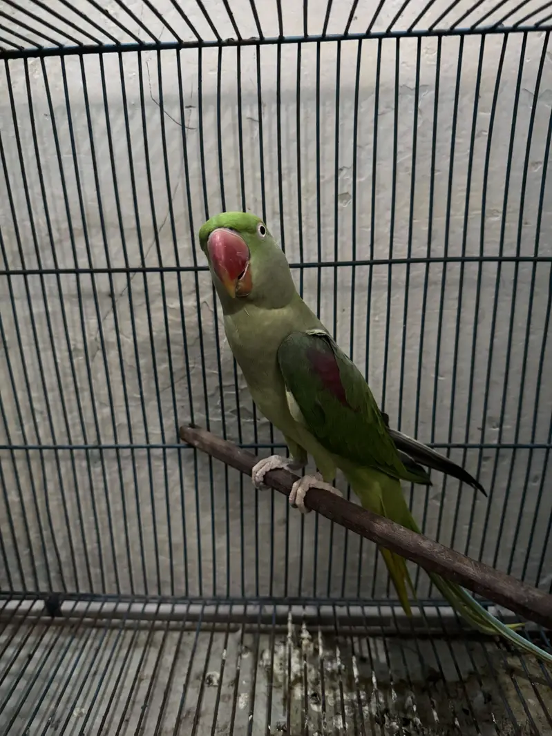 Raw parrot female — photo 4