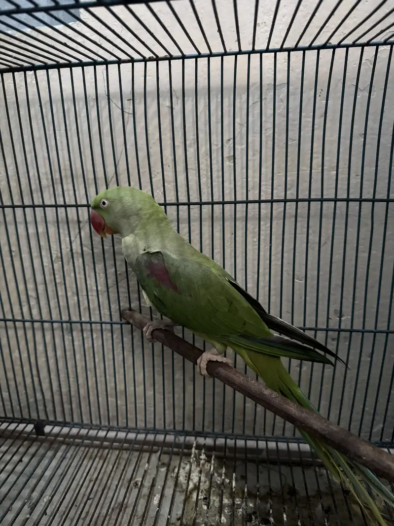 Raw parrot female — photo 5