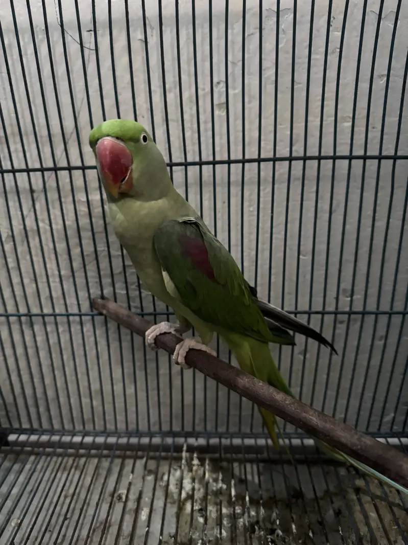 Raw parrot female — photo 6