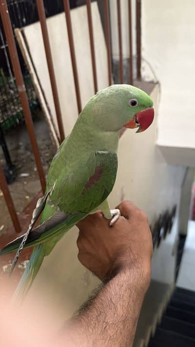 Raw parrots for sale. Fully hand tamed and zero bite