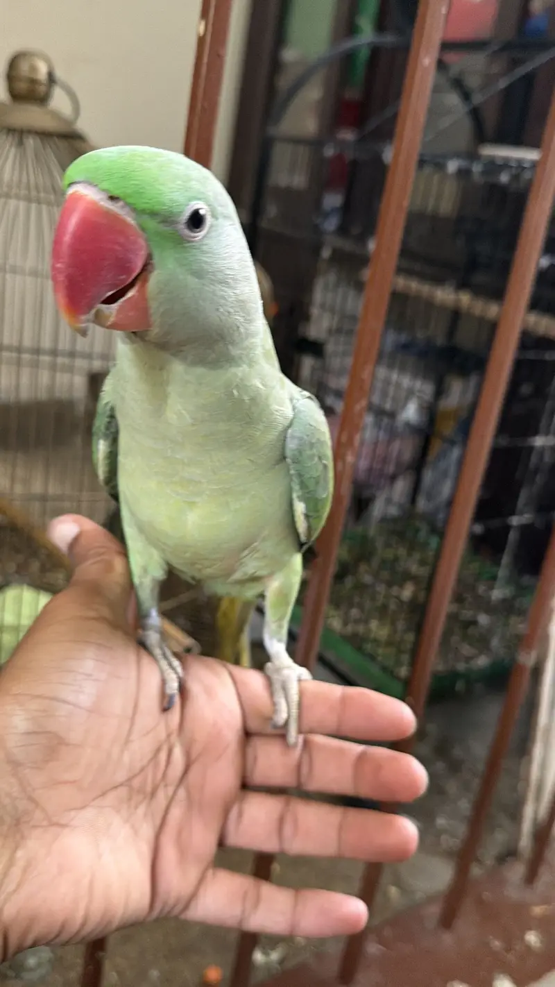 2 Raw parrots for sale. Fully hand tamed and zero bite — photo 2