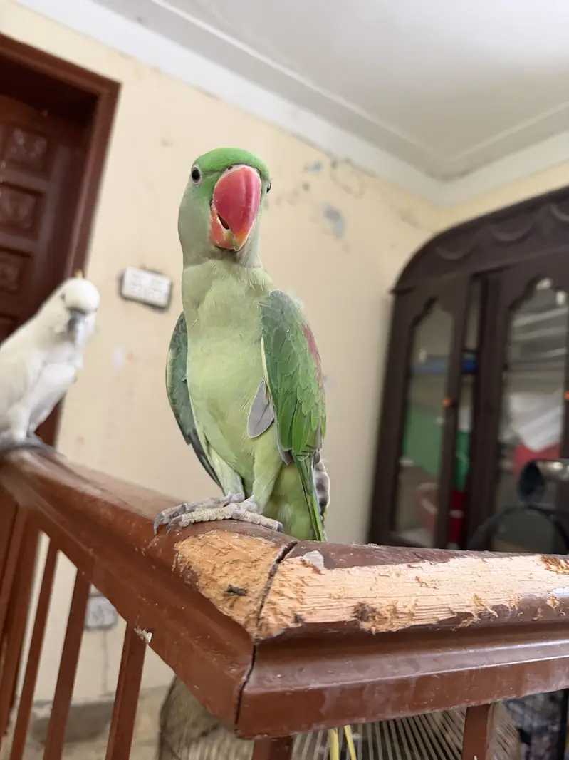 2 Raw parrots for sale. Fully hand tamed and zero bite — photo 3