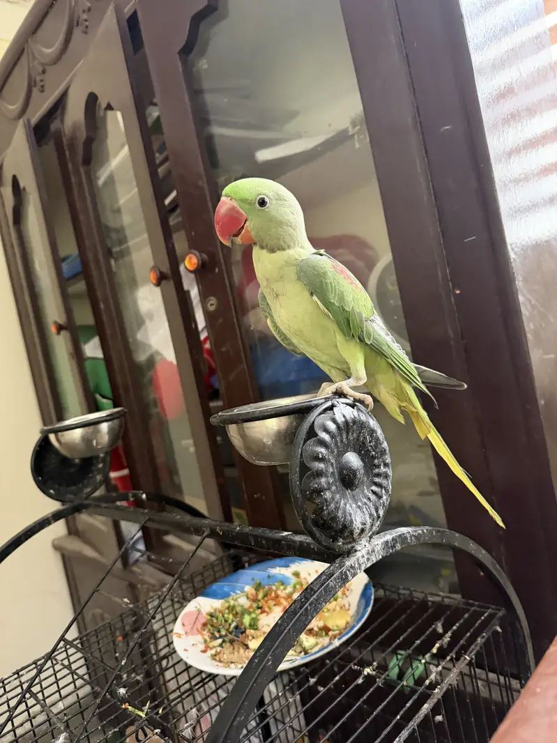 2 Raw parrots for sale. Fully hand tamed and zero bite — photo 4
