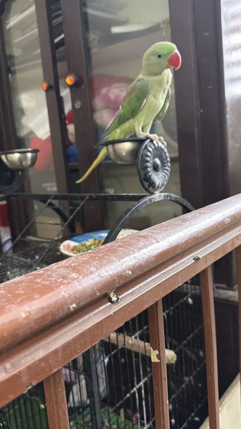 2 Raw parrots for sale. Fully hand tamed and zero bite — photo 5