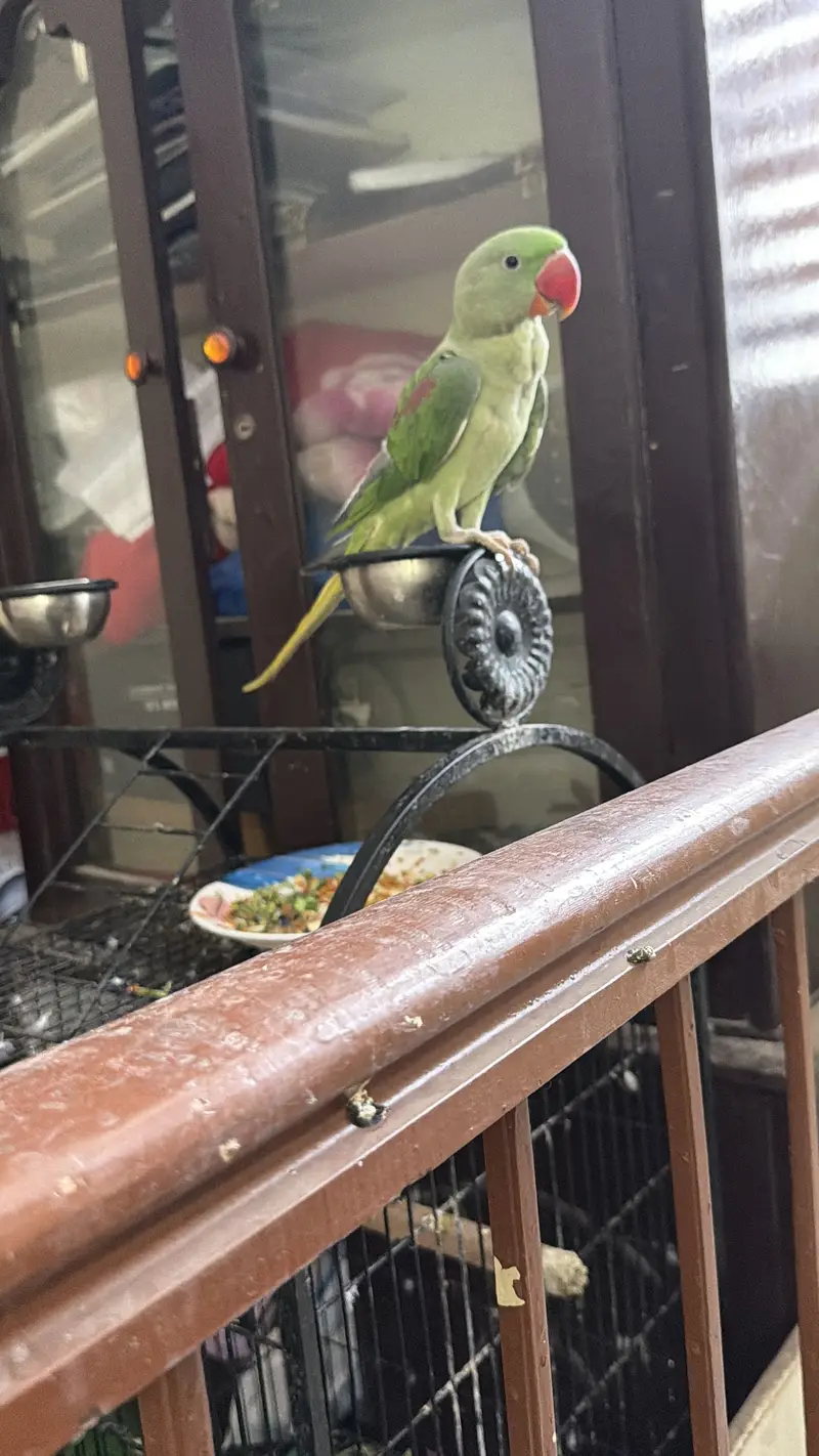 2 Raw parrots for sale. Fully hand tamed and zero bite — photo 6