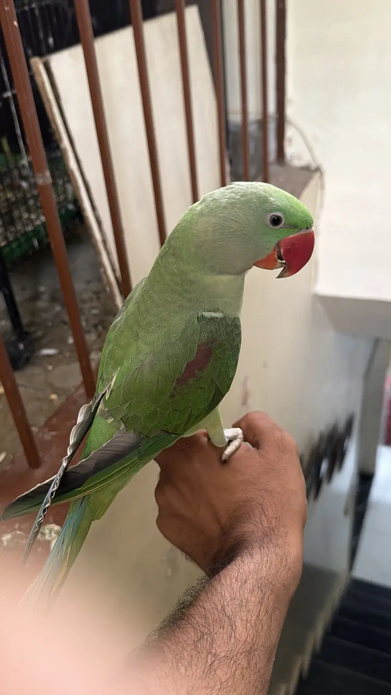 2 Raw parrots for sale. Fully hand tamed and zero bite — photo 7