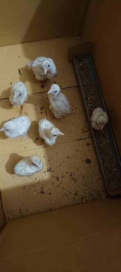 heera aseel chicks