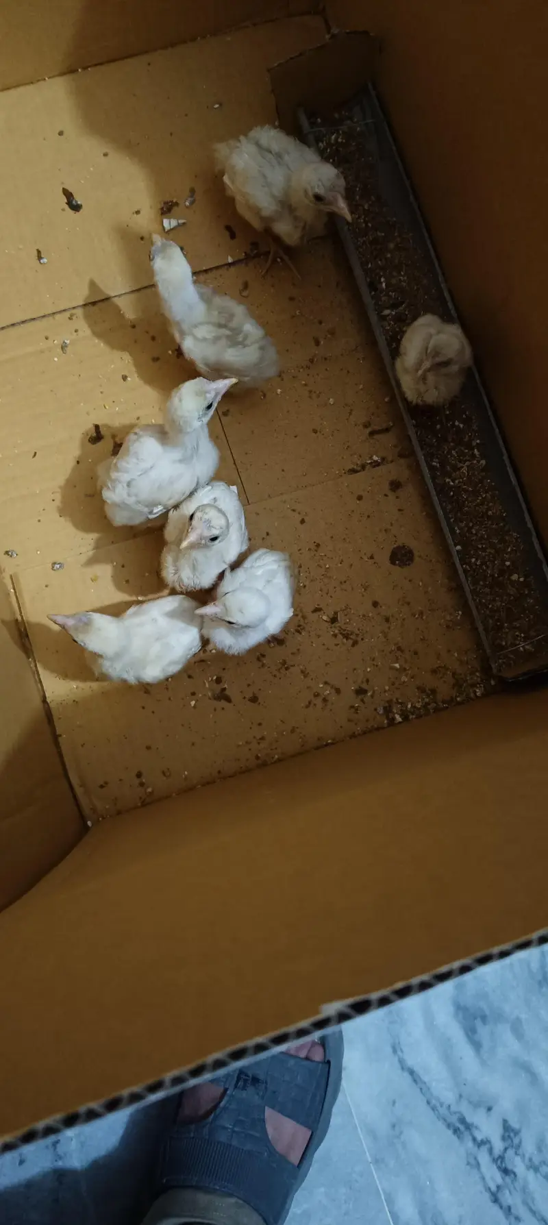 heera aseel chicks — photo 2