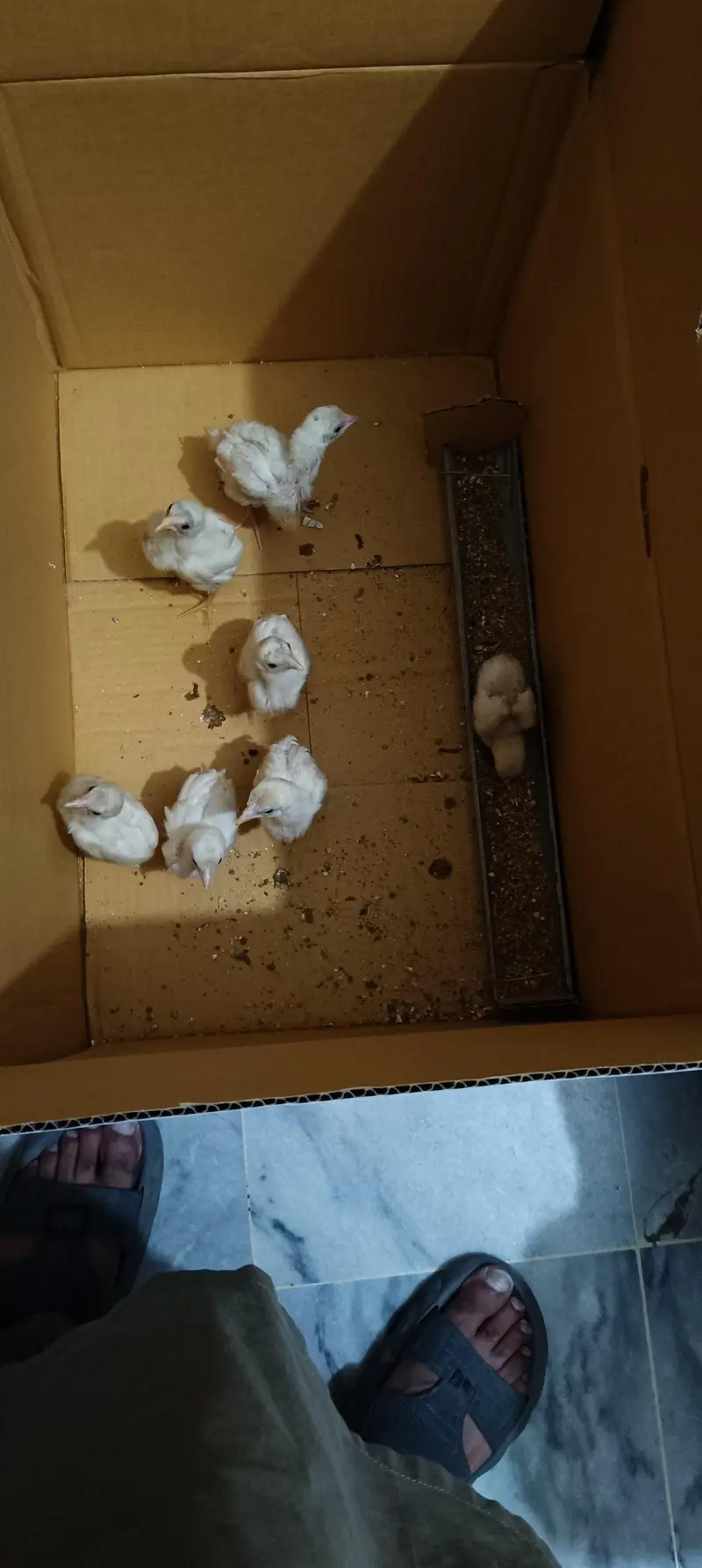 heera aseel chicks — photo 3