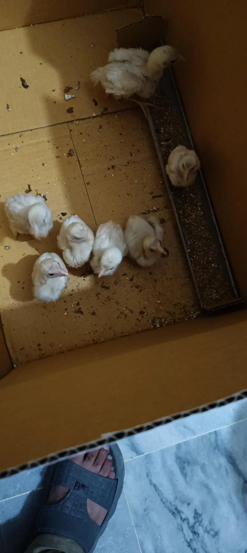 heera aseel chicks — photo 4