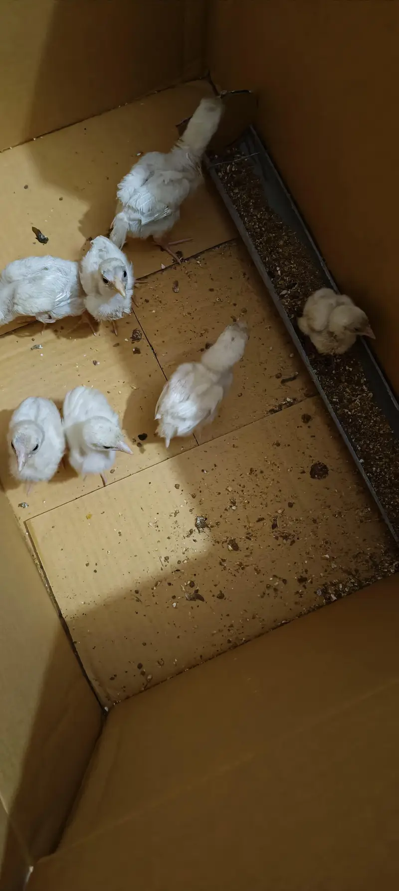heera aseel chicks — photo 5