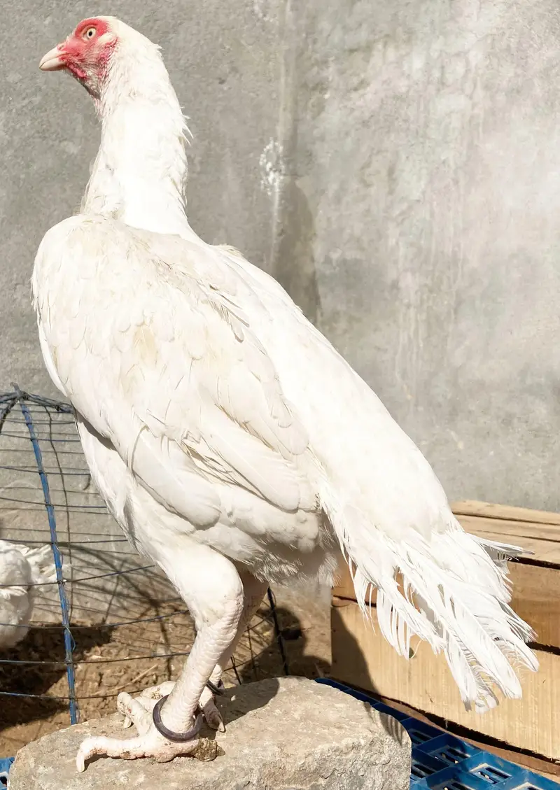 heera aseel chicks — photo 7
