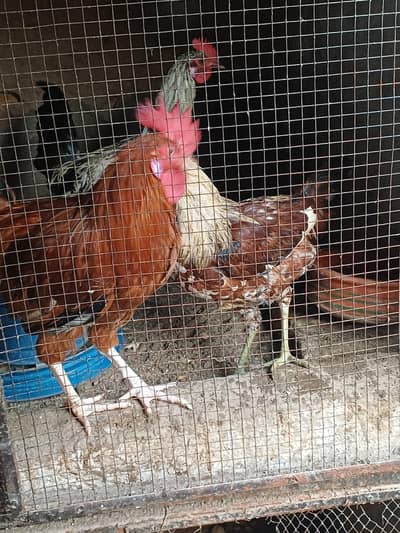 Golden misri home raised Rooster available