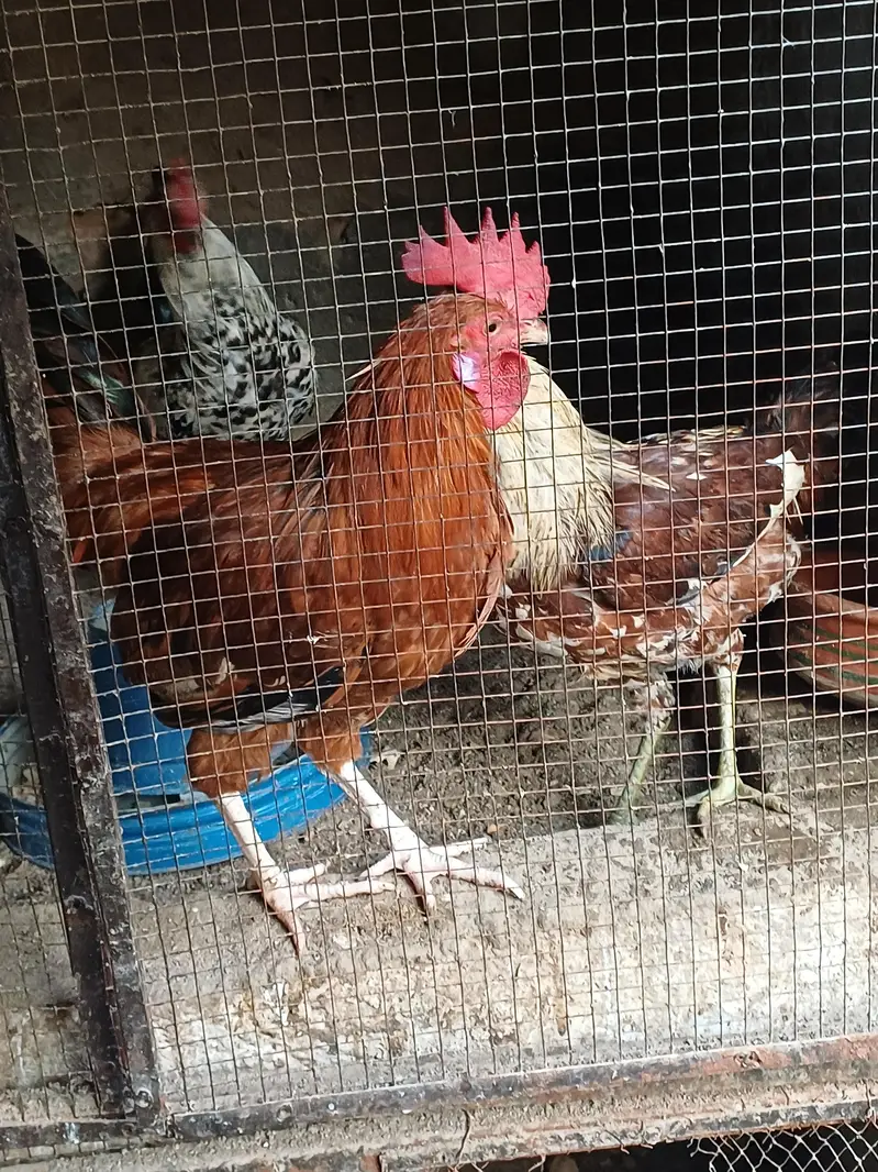 Golden misri home raised Rooster available — photo 2