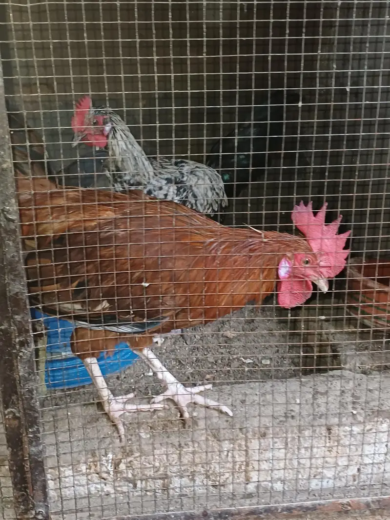 Golden misri home raised Rooster available — photo 3