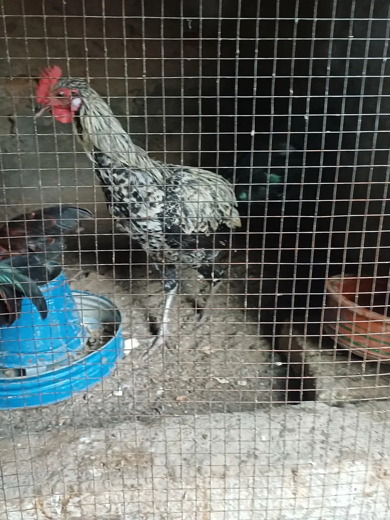Golden misri home raised Rooster available — photo 4