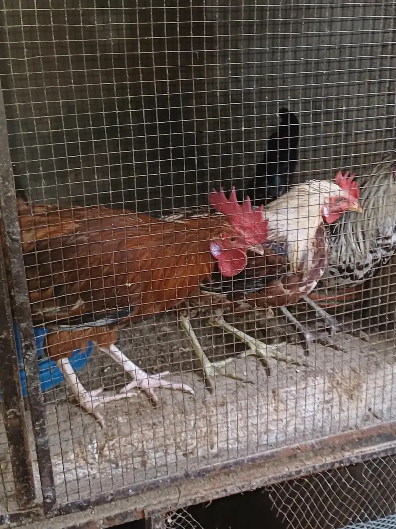 Golden misri home raised Rooster available — photo 5