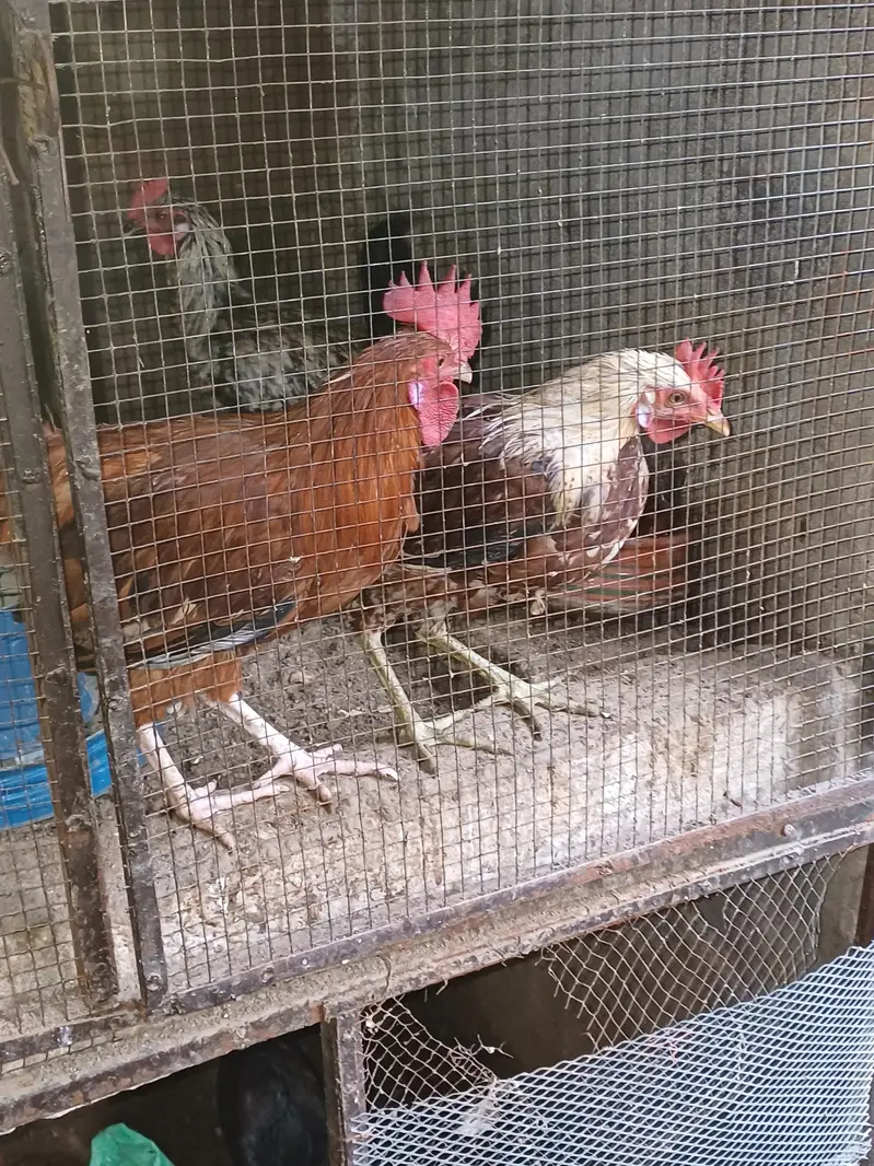 Golden misri home raised Rooster available — photo 6