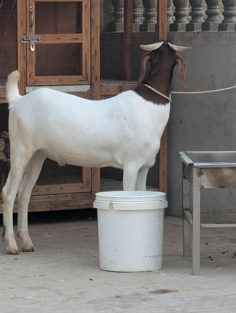 Gulabi Tapra — photo 3