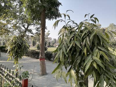 Ready To Buy A Residential Plot In Marghzar Officers Colony