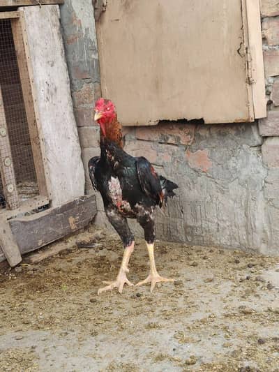 Japanese shamo male best quality available