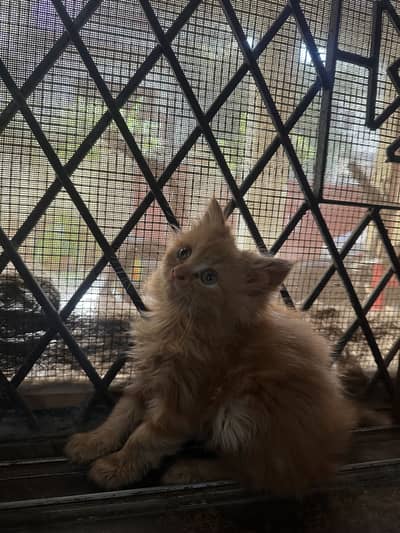  Beautiful Triple-Coated Persian Kittens Available 