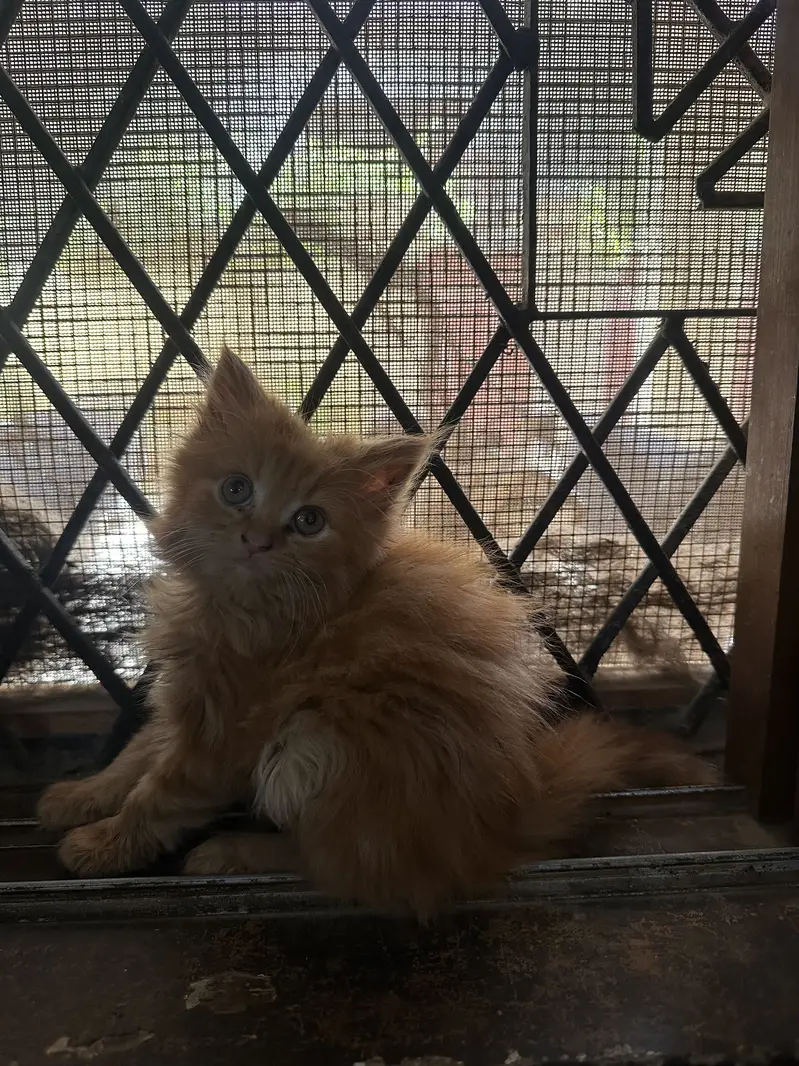  Beautiful Triple-Coated Persian Kittens Available  — photo 2