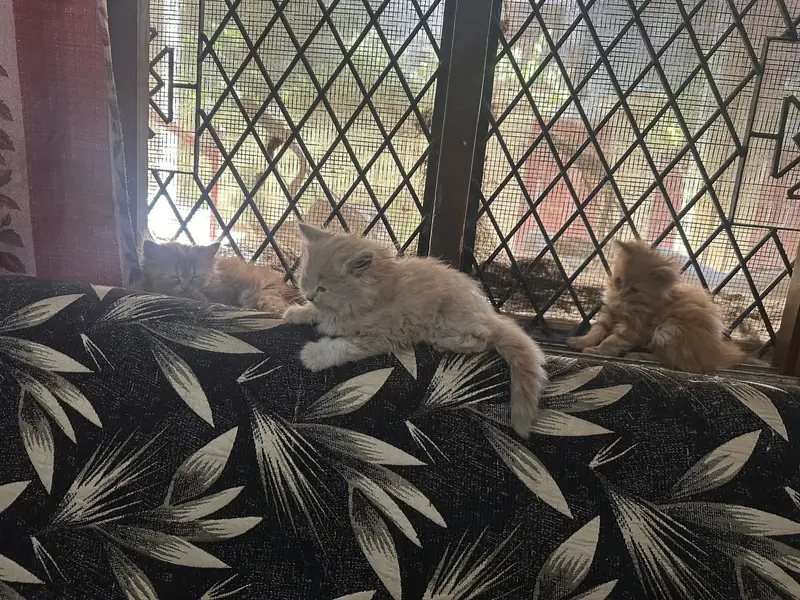  Beautiful Triple-Coated Persian Kittens Available  — photo 3