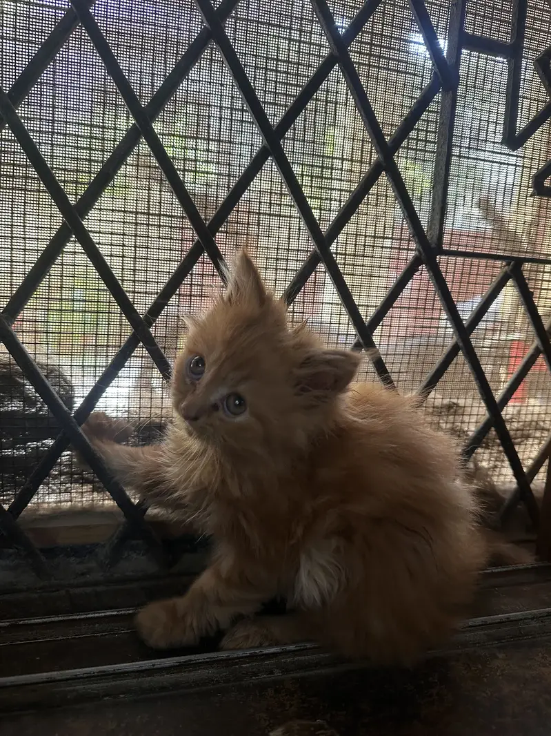  Beautiful Triple-Coated Persian Kittens Available  — photo 4