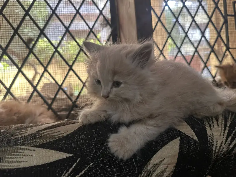  Beautiful Triple-Coated Persian Kittens Available  — photo 5