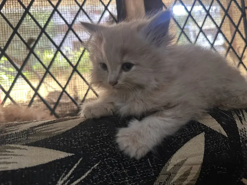  Beautiful Triple-Coated Persian Kittens Available  — photo 6
