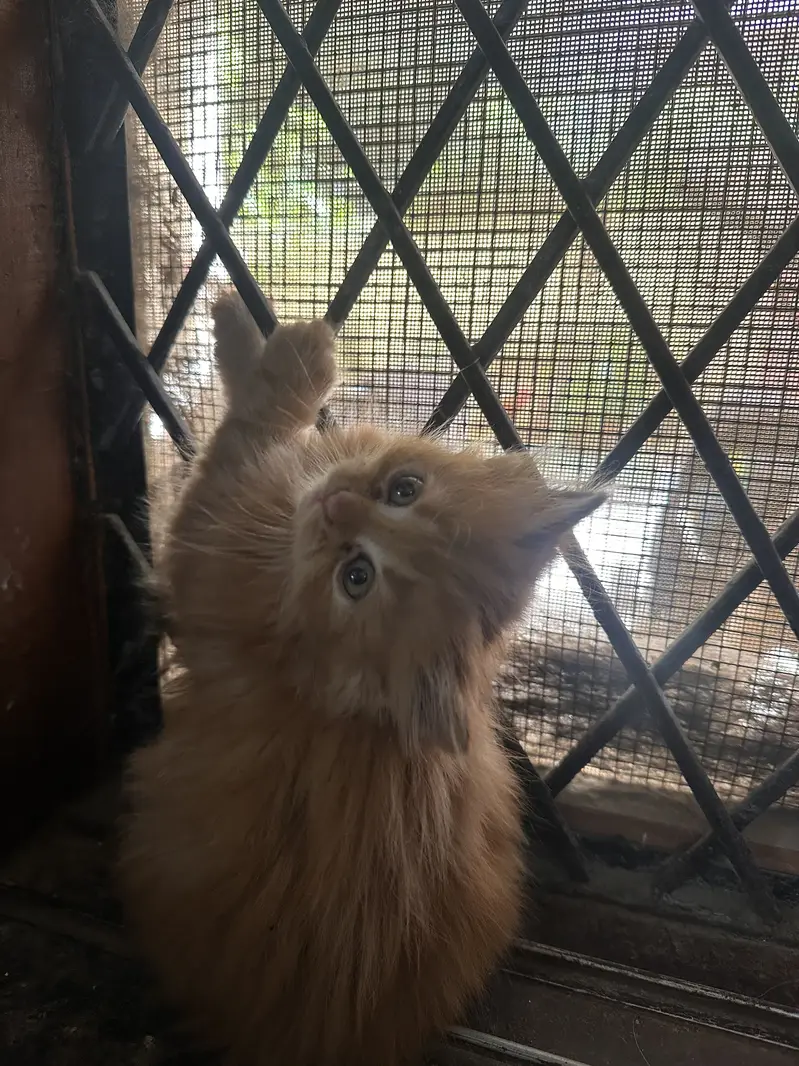  Beautiful Triple-Coated Persian Kittens Available  — photo 7