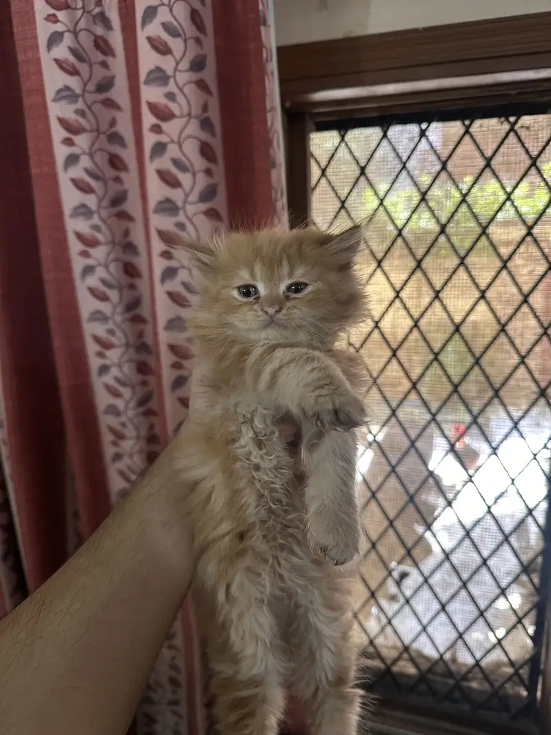 Beautiful Triple-Coated Persian Kittens Available  — photo 8