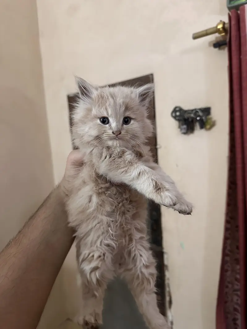  Beautiful Triple-Coated Persian Kittens Available  — photo 9