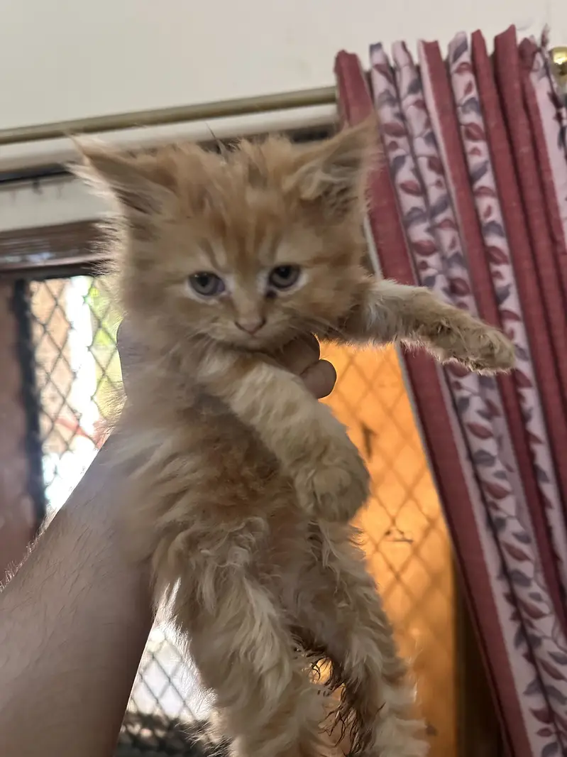  Beautiful Triple-Coated Persian Kittens Available  — photo 10