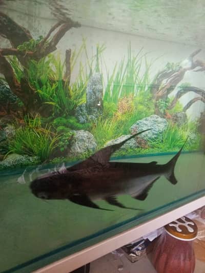 Paroon Shark for sale