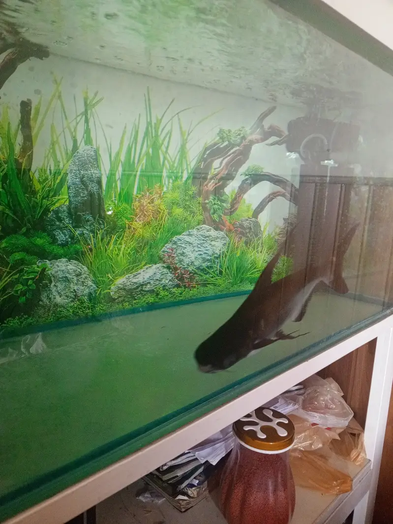 Paroon Shark for sale — photo 2