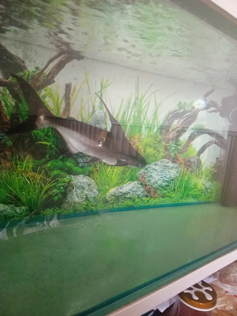 Paroon Shark for sale — photo 3