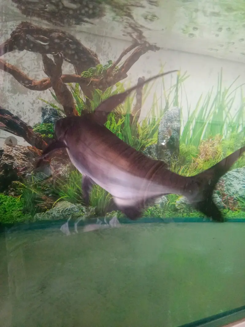 Paroon Shark for sale — photo 4