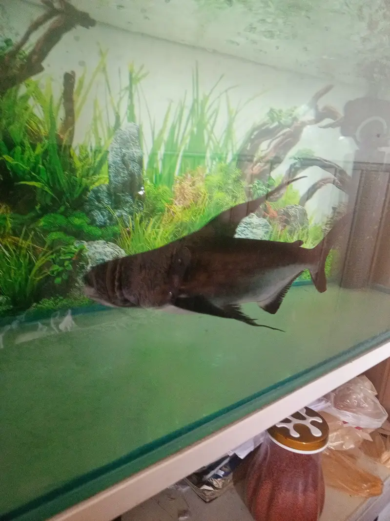 Paroon Shark for sale — photo 5